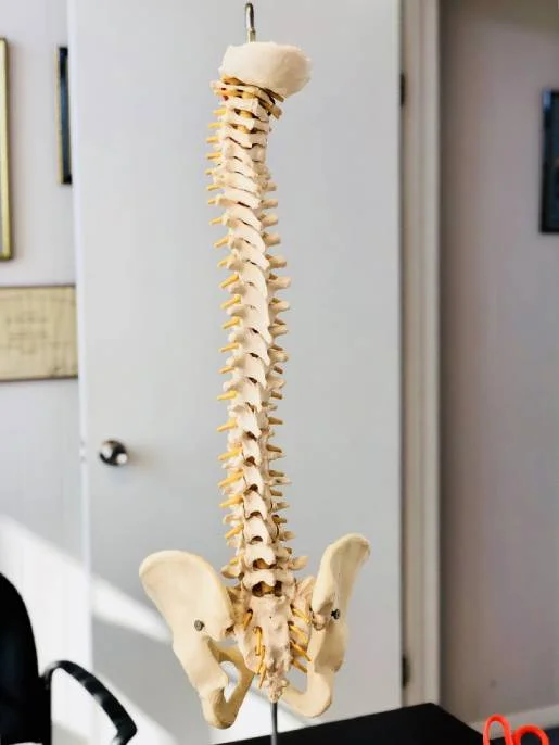 solutions chiro back pelvis