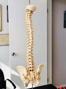 skeletal structure of the human spine and pelvis u 2021 08 30 06 48 07 utc